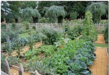 A józan paraszt konyhakertet tervez