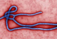 Folyamatos a kapcsolat a magyar és az uniós járványügyi hatóságok között az Ebola miatt