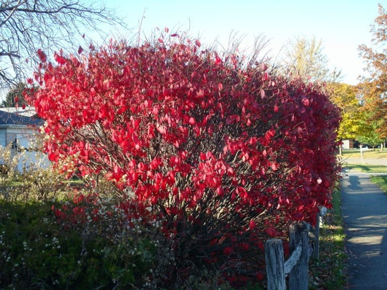 Clevelandban jár az ősz