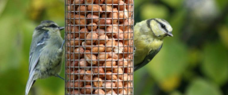 Kirakta már a madáretetőt? – Néhány tanács.