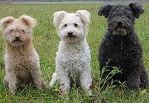 THE HUNGARIAN PUMI ACKNOWLEDGED IN THE USA
