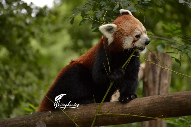 Zöld ágra vergődik