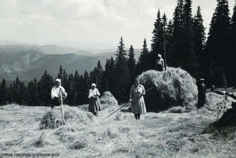 Rendben van a szénája