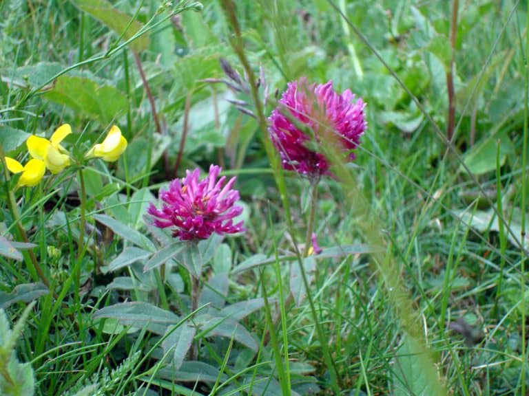 Juhász Gyula: Tavaszvárás