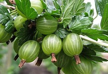 Kapros egres- vagy meggyleves, vagy mindkettő egyszerre