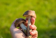 Gombával a jó nyári formáért