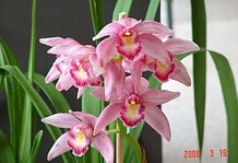 Áprily Lajos: A csavargó halálra gondol