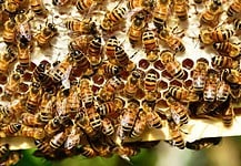 A mézontó méhészet