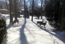 Petőfi Sándor: A téli esték