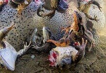 Magyar győzelem a World Press Photo természetfotó kategóriájában