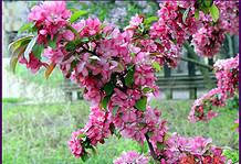 Simon István: Virágzó cseresznyefa