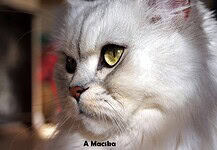 Weöres Sándor: A macska