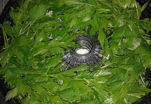 Lestyán, mint gyógynövény – Nagyanyáink titkos fűszere