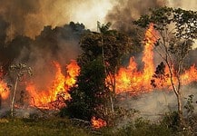 A brazil elnök a hadsereget is beveti az amazóniai erdőtüzek megfékezéséért