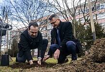 Elültették a Trianoni emlékfákat