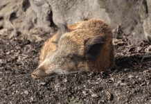 Valószínűleg megállt a sertéspestis terjedése