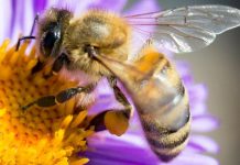 Ezt kell tennie, ha allergiás a méhcsípésre, darázscsípésre