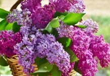 Szabó Lőrinc: Májusi orgonaszag