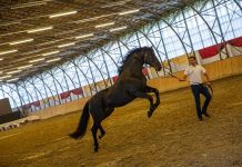 Magyar csődörök érkeznek Erdélybe