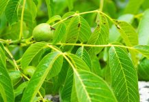 Így hasznosítsd a diófa levelét a lakásban és a kertben