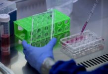 Ígéretes ellenanyagot azonosítottak amerikai kutatók