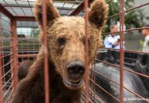 Medveparkot hoznának létre