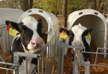 Európa legmodernebb tehenészete Magyarországon van