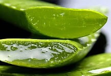 Gyógy-szer, de nem gyógyszer az Aloe vera