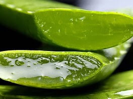 Gyógy-szer, de nem gyógyszer az Aloe vera
