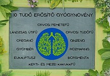 10 tüdőerősítő gyógynövény