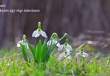 Wass Albert: Emlékezés egy régi márciusra