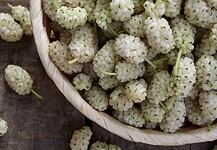 Egy igénytelen fa gyümölcse kezeli a rákot