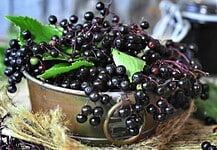 Az antioxidánsokban gazdag bodza jótékony hatásai