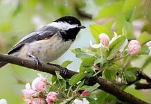 Május 10. Madarak és fák napja