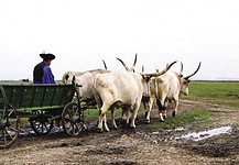 Petőfi Sándor: A négyökrös szekér