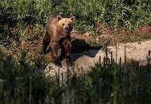 Romániában kilőhetik az emberre veszélyes medvéket