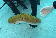 Megöli a rákos sejtek 95%-át és összezsugorítja a tumorokat a tengeri uborka!