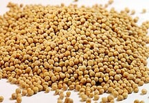 Mustármag kúra, mely hatalmas tisztulást ad a testnek