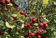 A galagonyában található hatóanyagok vérkeringési-, szív- és ér gyógyszerként funkcionálnak!