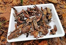 Ökológiai katasztrófa sújtja a Sajót