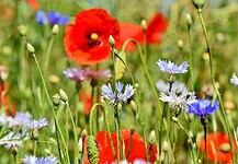 Kiss Péter: Édesanyámnak….