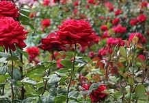 A gyógyító rózsa