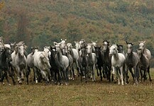 Az UNESCO szellemi kulturális örökség része lett a lipicai lótenyésztés