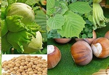 Erdei mogyoró – a tél agyfrissítő nasija