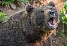 Félezer medve kilövését engedélyezték az utolsó napon