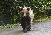 Közel kétszáz medveriasztás idén Hargita megyében