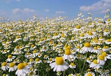 Öregedést gátló gyógynövények – Hogyan tudjuk lassítani az öregedést?