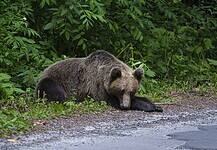 Felfüggesztetné a barnamedve védettségét a polgármester