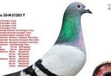 Magyar galamb a világ tetején