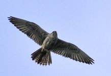 A kerecsensólyom lett az év madara idén